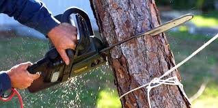 Best Lawn Dethatching  in Nambe, NM