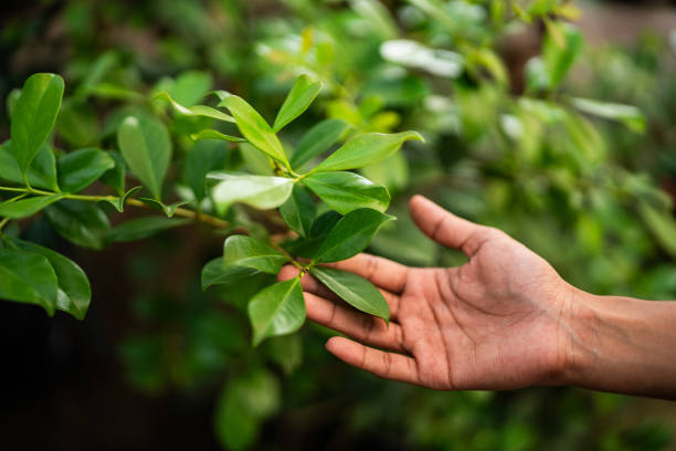 Best Tree Disease Treatment  in Nambe, NM