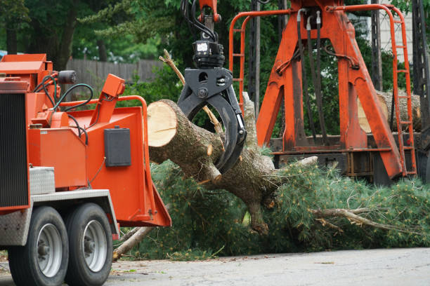 Best Fruit Tree Pruning  in Nambe, NM