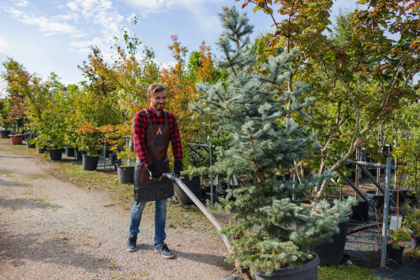 Best Tree Preservation Services  in Nambe, NM