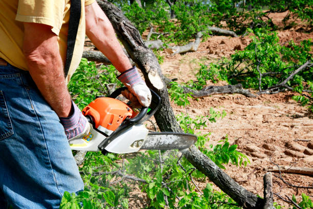 Best Palm Tree Trimming  in Nambe, NM